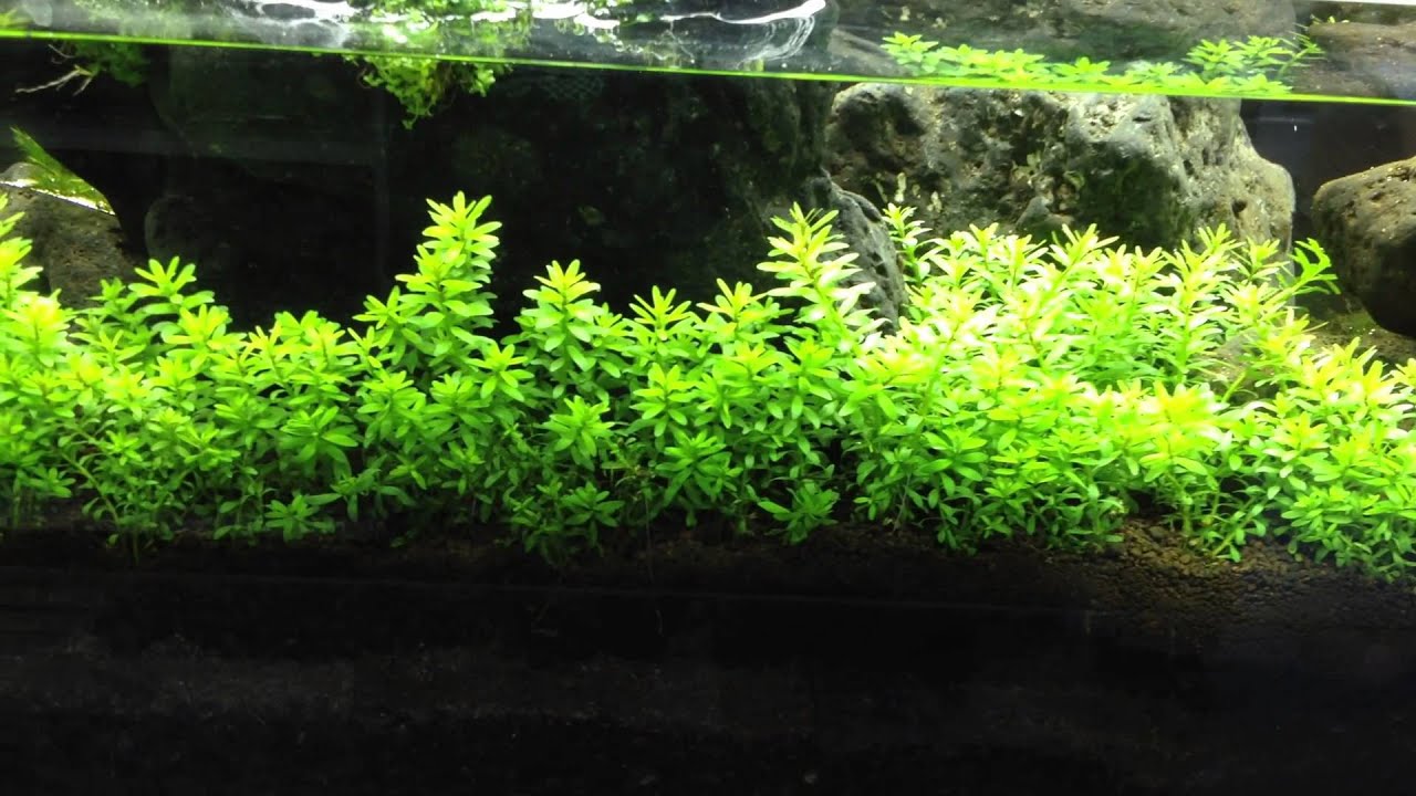 Rotala Nanjenshan growth log [Day 5]