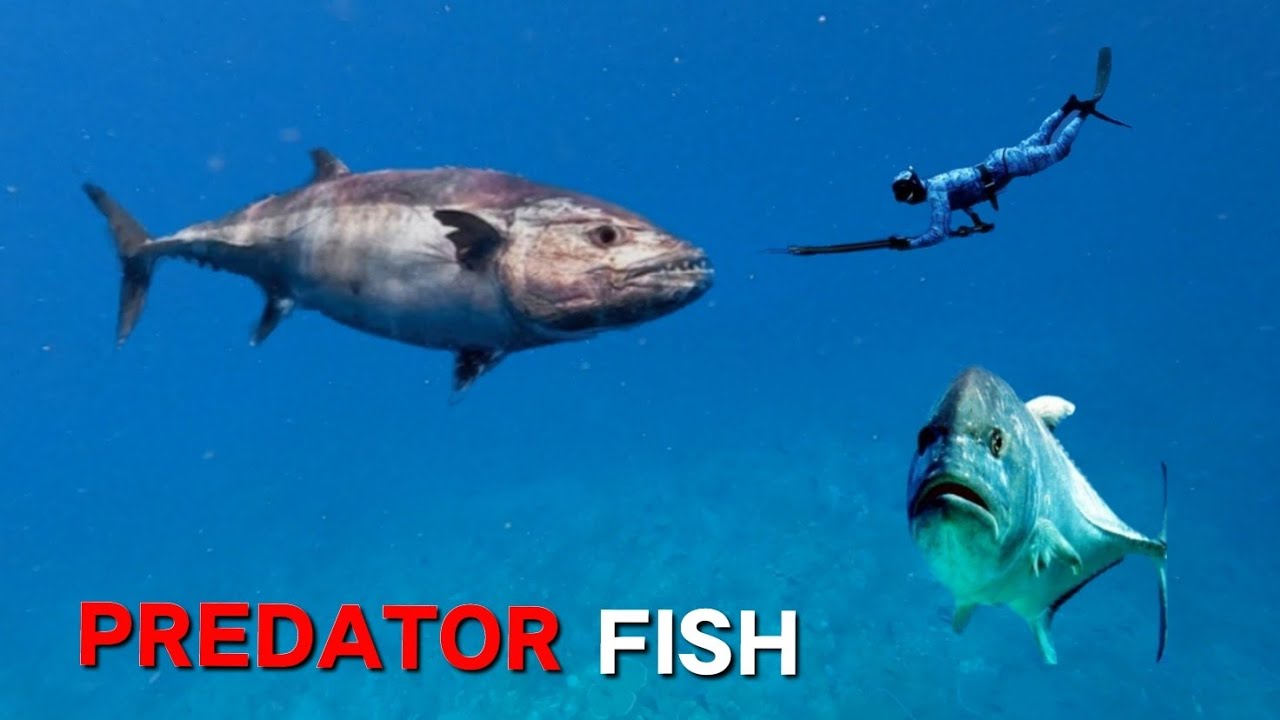 SAYA MENDATANGI SARANG IKAN PREDATOR