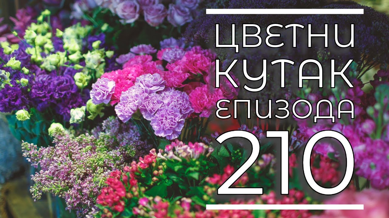 Cvetni kutak ep. 210 16.11.2023. Lonicera, pandorea, Dragan Stojanović, Leskovac, Bojčinska šuma