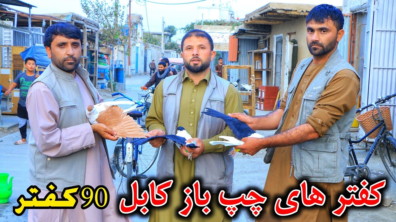 کفتر های #چپ باز کابل 90 کفتر || کفتر های کوریز پاک تور ذکی جان پای کوب نصوار || pigeons for sale 