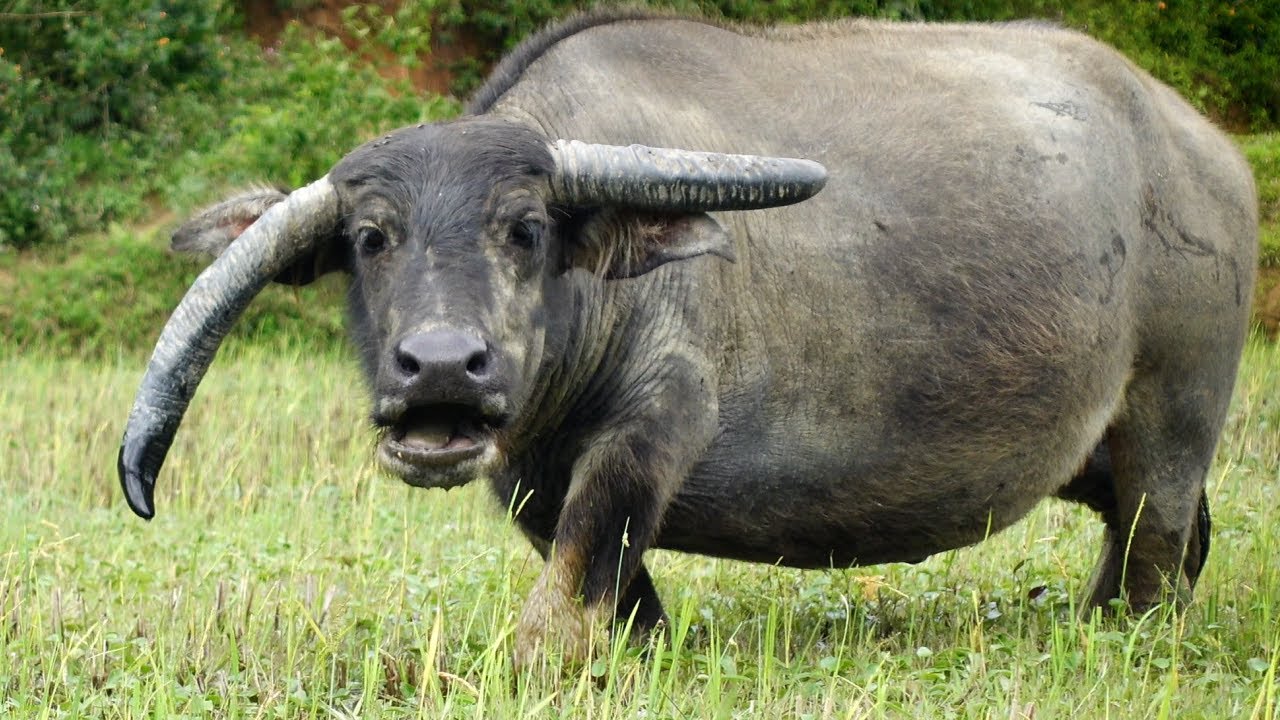 Buffalo Munching Grass in the Field | ASMR Animal Eating Sounds