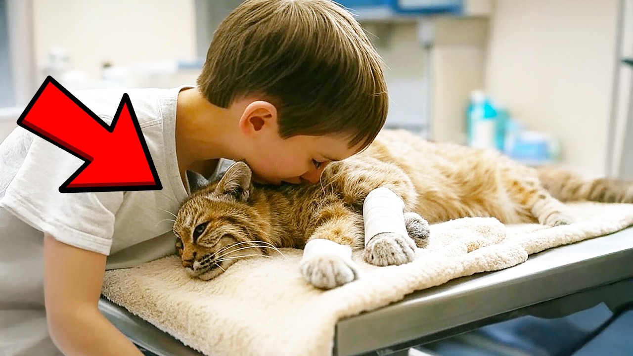 The Dying Bobcat, Seeing the Tears of the Owner, Did the Impossible!