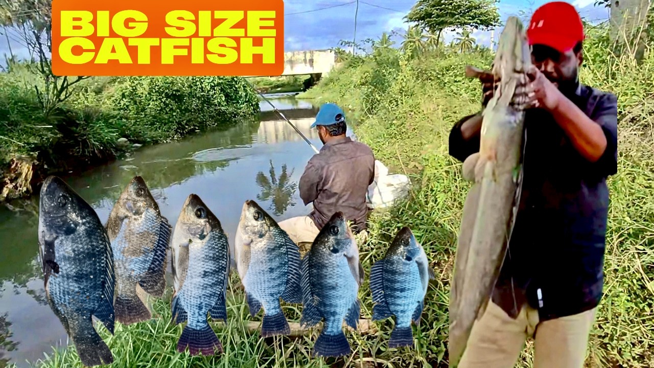 Big Catfish & Tilapia 🎣 | Fishing Video for Status | Best Fishing Clip