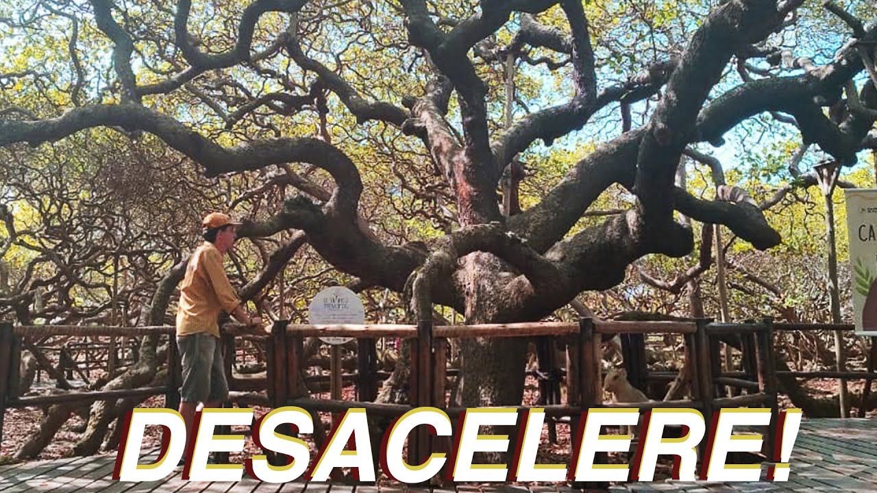Você não está cansado… está sobrecarregado (essa viagem me mostrou isso)
