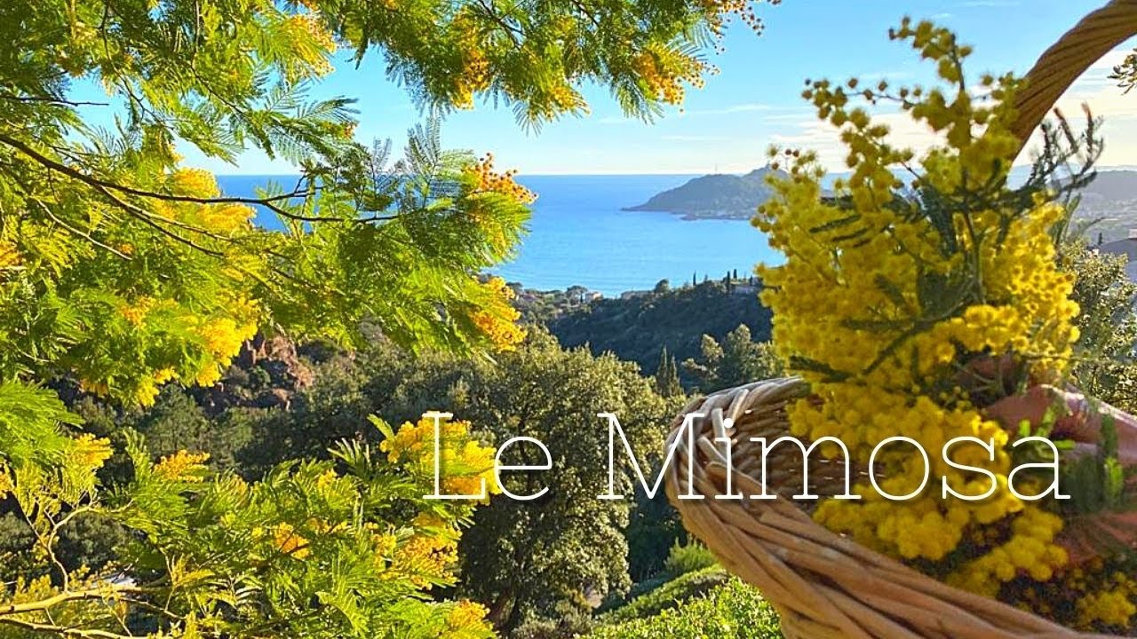 Le Mimosa : La Fleur Iconique de l'Esterel Côte d'Azur