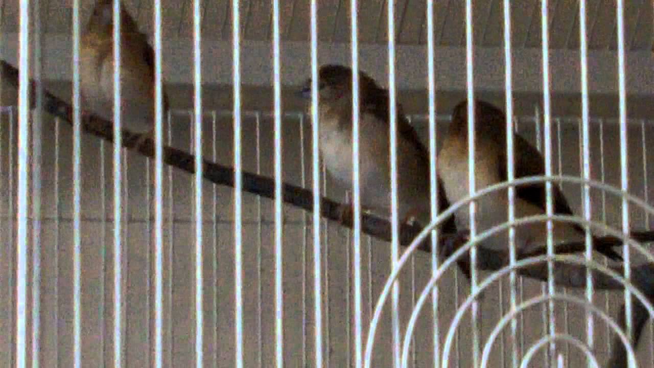 My new Finch Flight Cage, and a singing Indian Silverbill