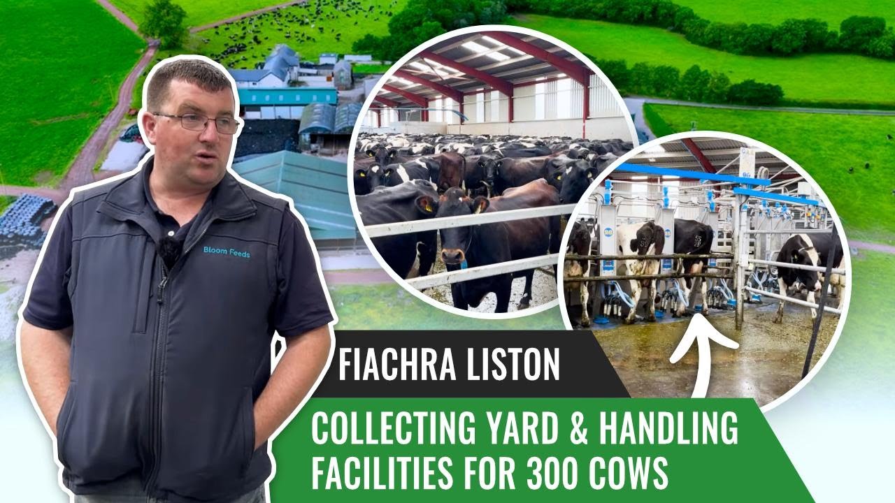 Collecting Yard and Handling Facilities for 300 Cows | Fiachra Liston
