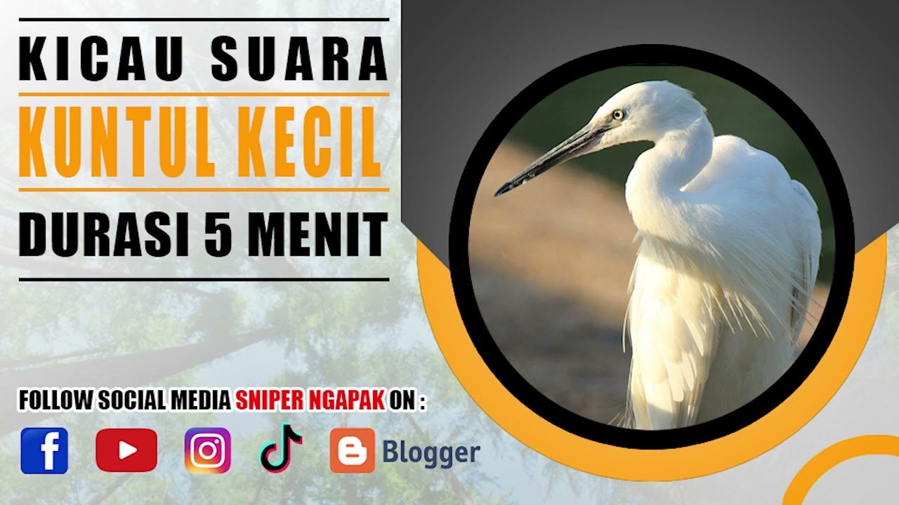 SUARA BURUNG KUNTUL KECIL JARANG DIDENGAR