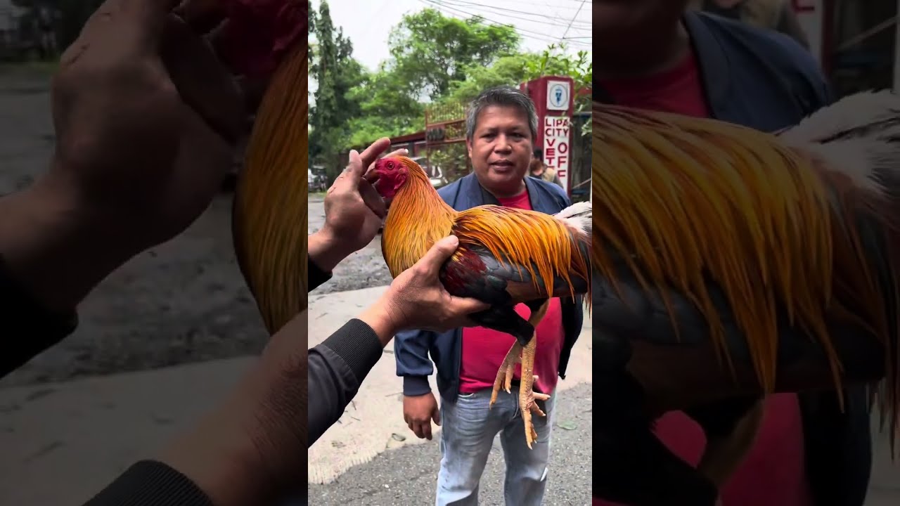 Bentahan ng manok sa 📍Lipa , Batangas 