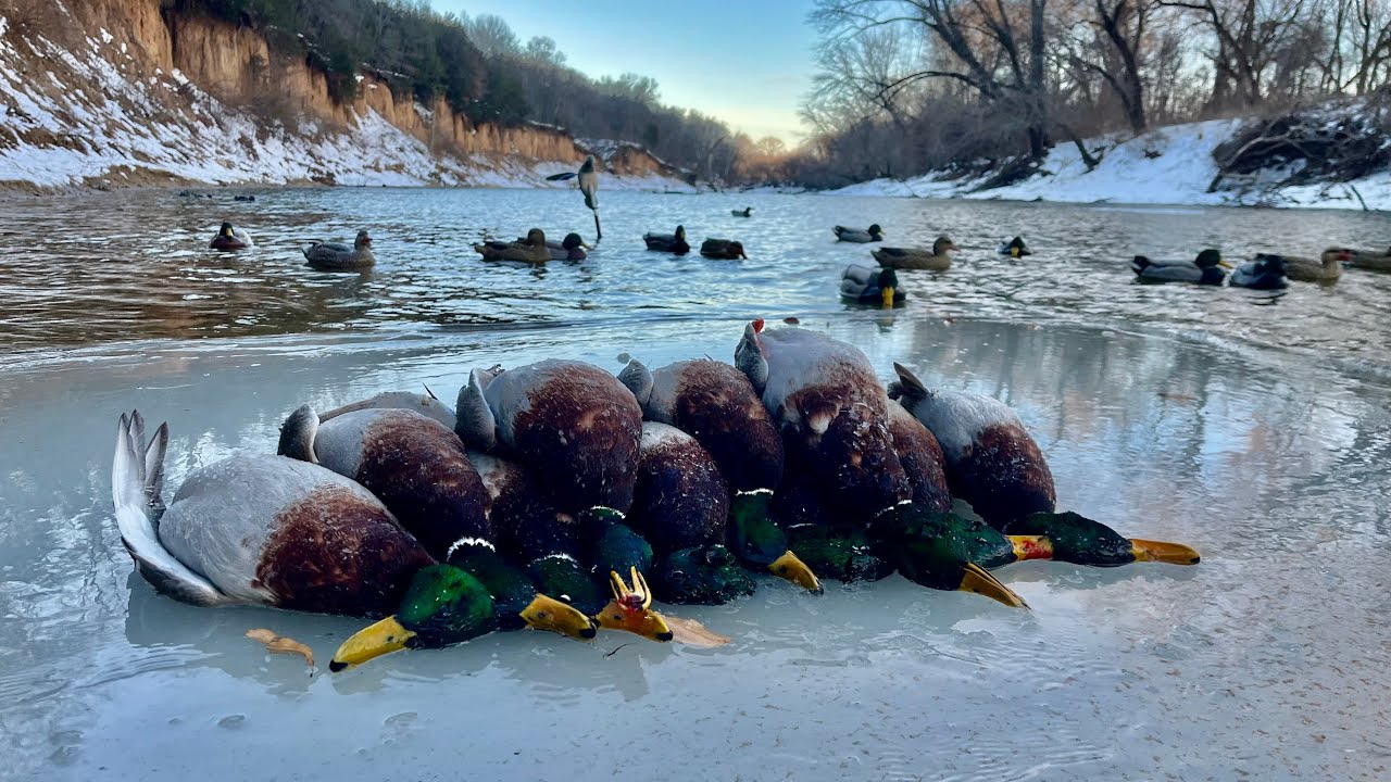 Small River Duck Hunt: 2-Man Mallard Limit in 35 Minutes!