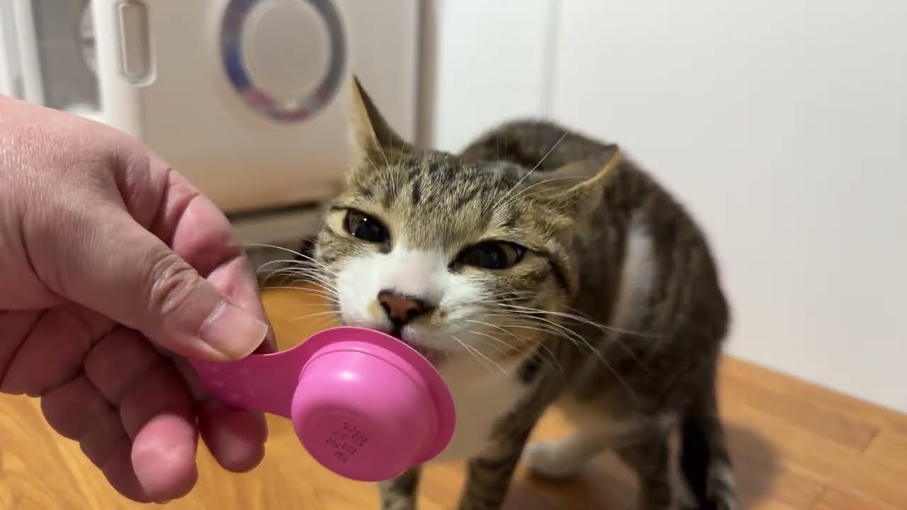 2023.3.15 子猫が起きたのでオヤツを食べます