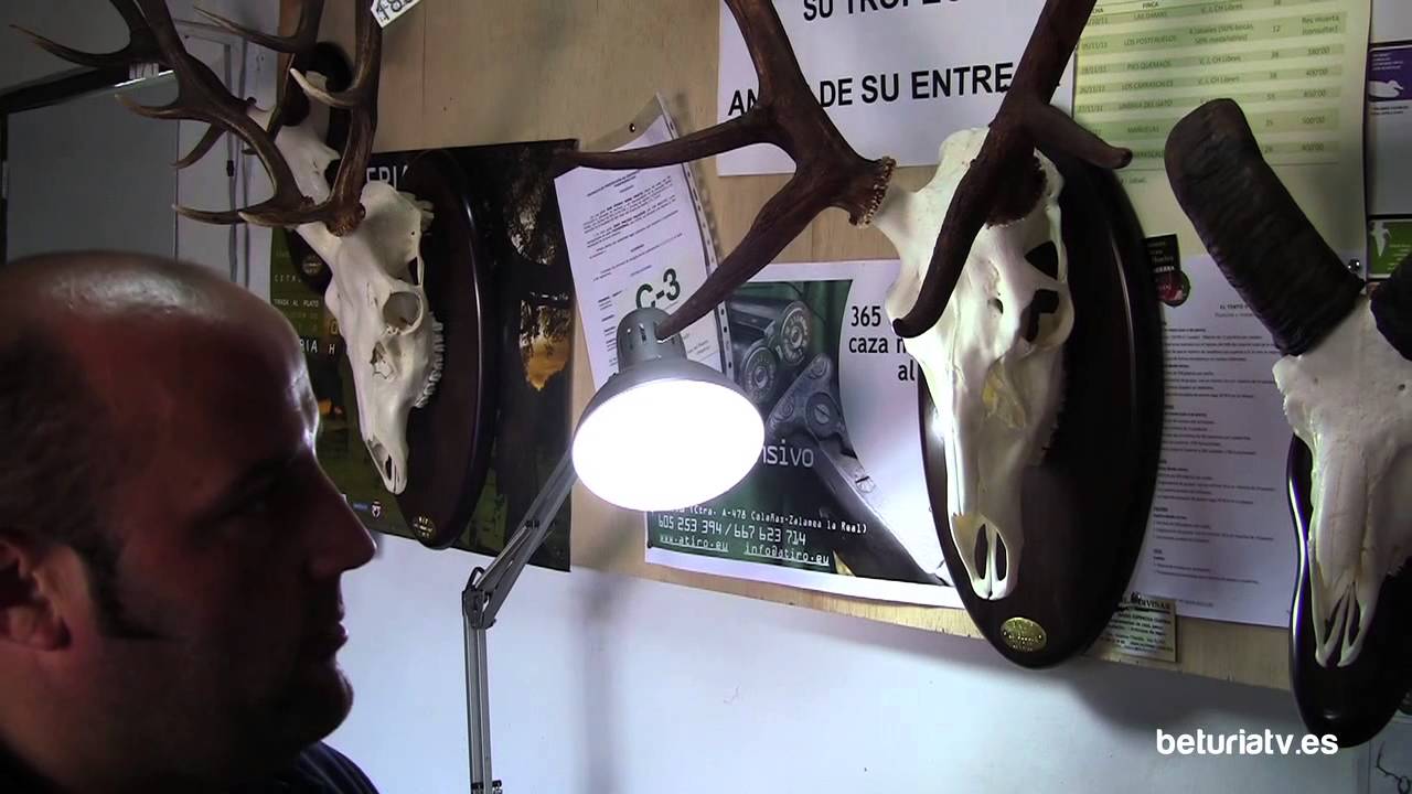 El arte de la taxidermia - San Bartolomé de la Torre