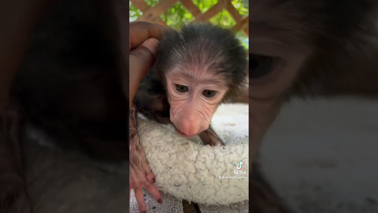 Raising Primate babies. Full video on our Instagram @greenfingerswi #care #animals #sanctuary