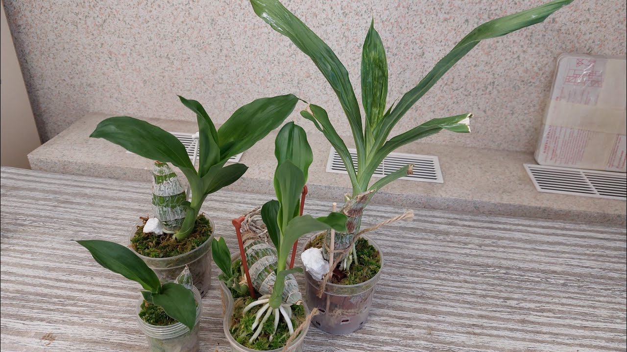 Адаптация пройдена! Новички от BBB orchids теперь красивые! Катасетум или орхидея морковка.