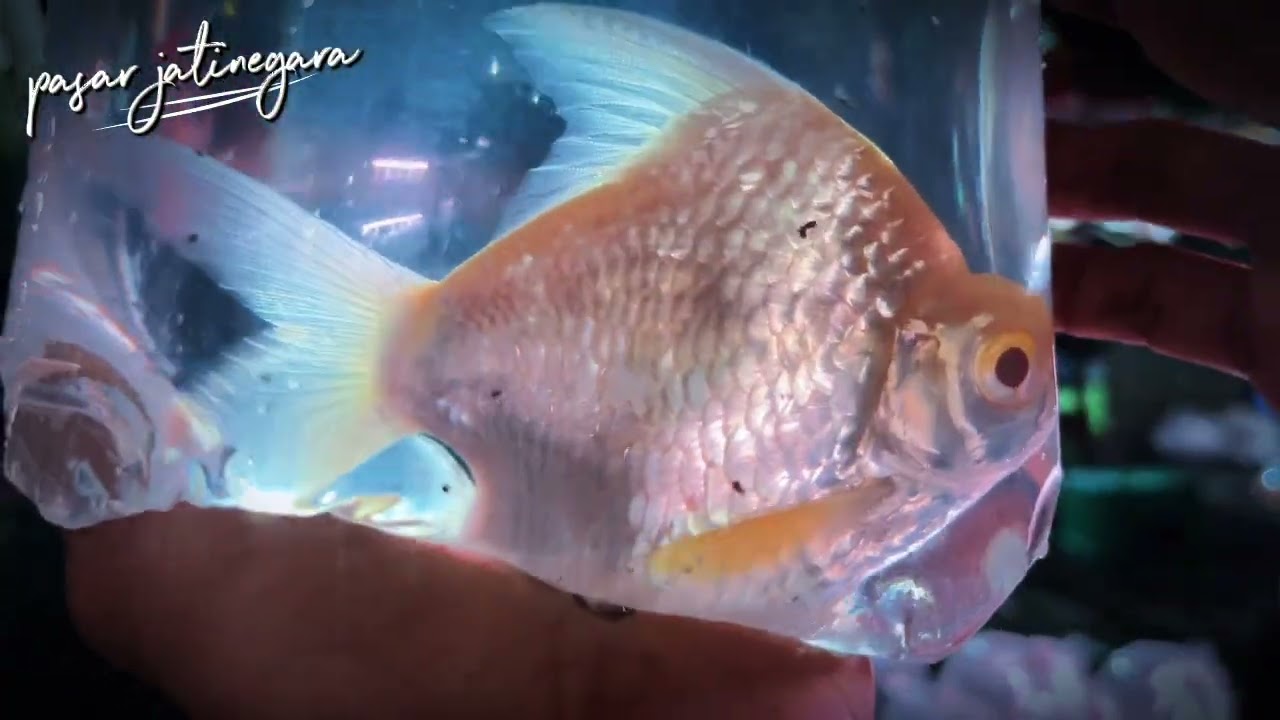 BBERAPA HARGA IKAN PREDATOR SAAT LEBARAN?
