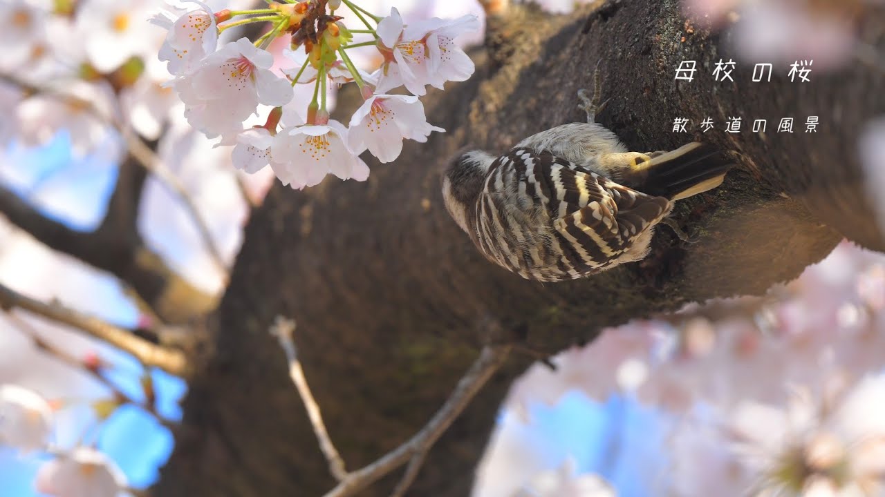 《ゆるい自然観察Vlog２》母校の桜