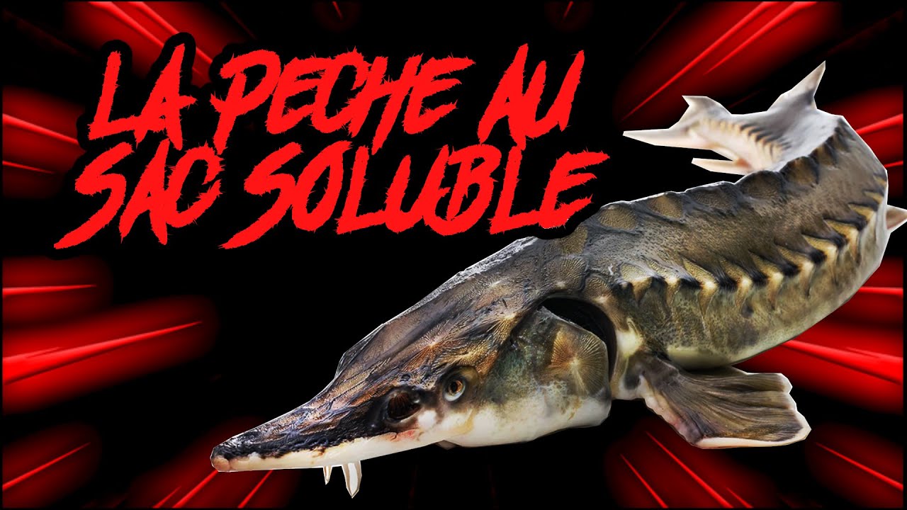 Lac de Maison Blanche Gagny |pêche au sac soluble | pêche de la carpe et de l'esturgeon | sac pva