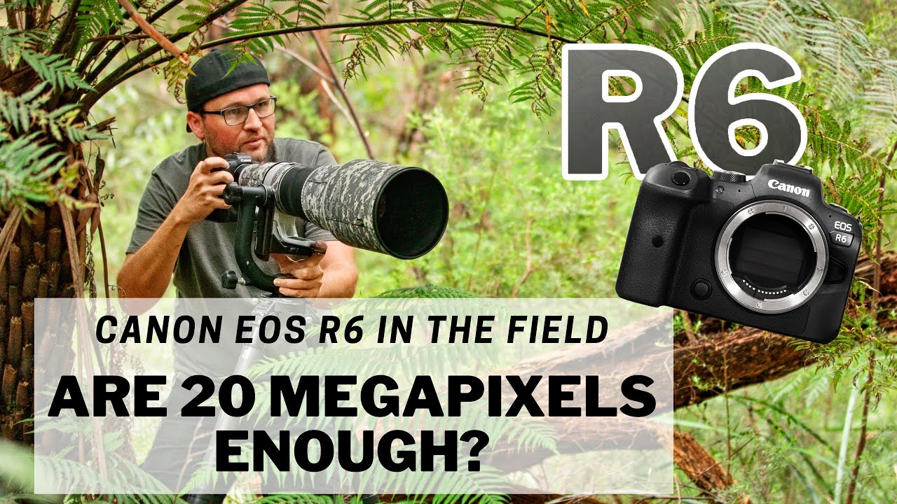 EOS R6 - Are 20 Megapixels enough? Canon EOS R6 in the field - Bird Photography review