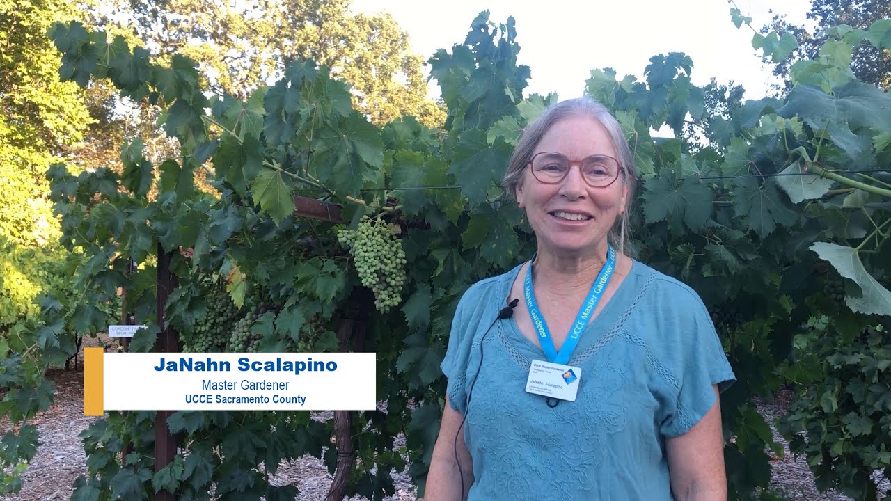 Powdery Mildew in the Vineyard