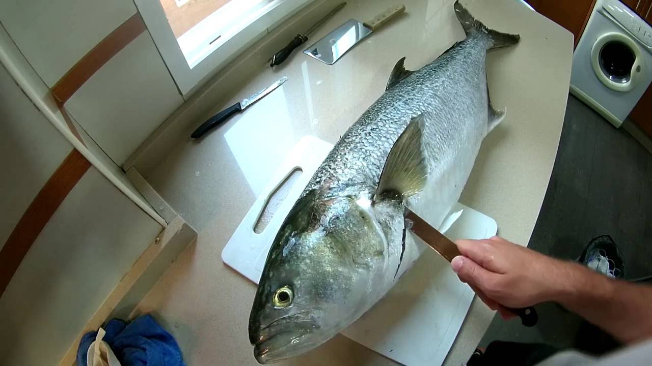 ¿como limpiar pescado? Despiece de Anjova 7kg.