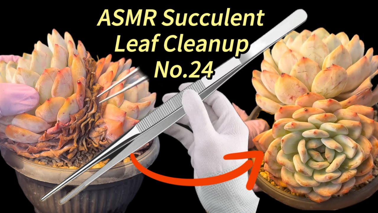 ASMR Succulent Leaf Cleanup No.24 | Relaxing