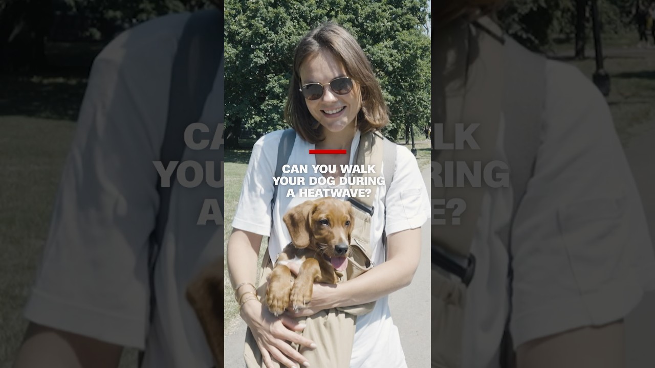 Can you walk your dog during a heatwave?