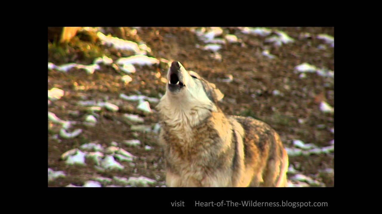 Awesome Wolf Howling Compilation