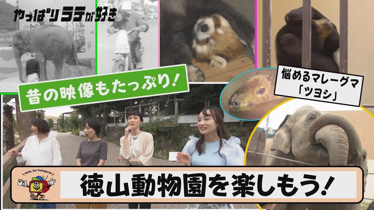【昔の映像も満載！】開園65周年の徳山動物園を楽しもう！