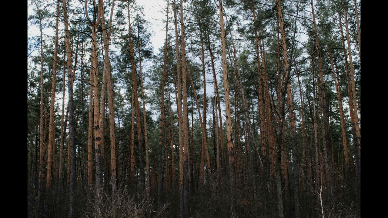 SHGZ SURF - Таю ( shoegaze dream-pop doomer )