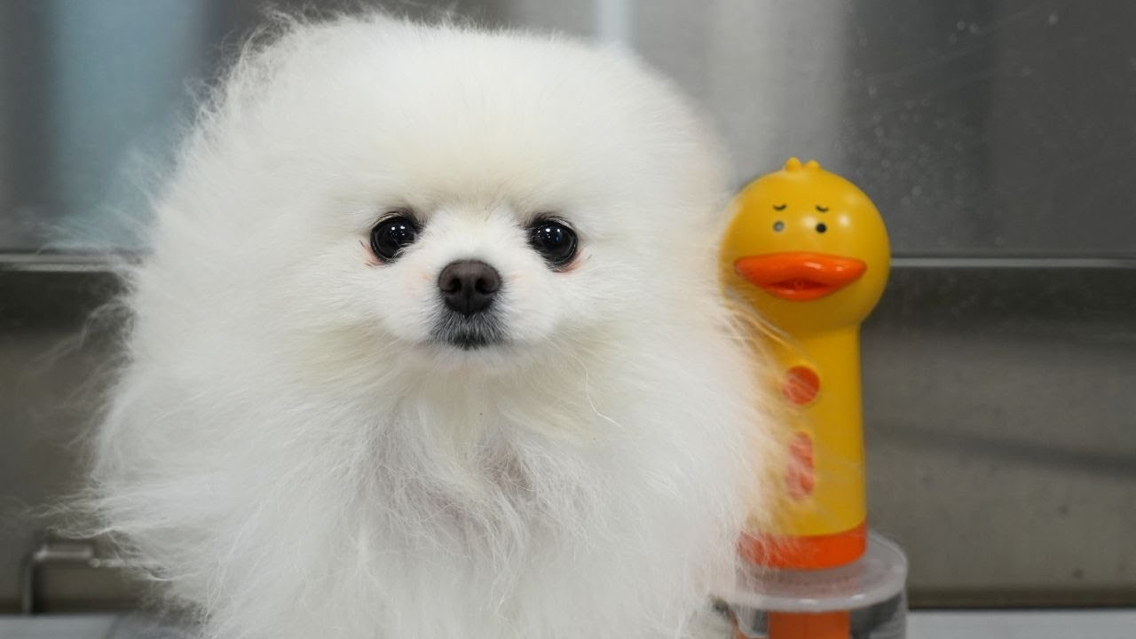 His Hair Was Gone...Now Look at Him😭 | Rescue Dog Transformation