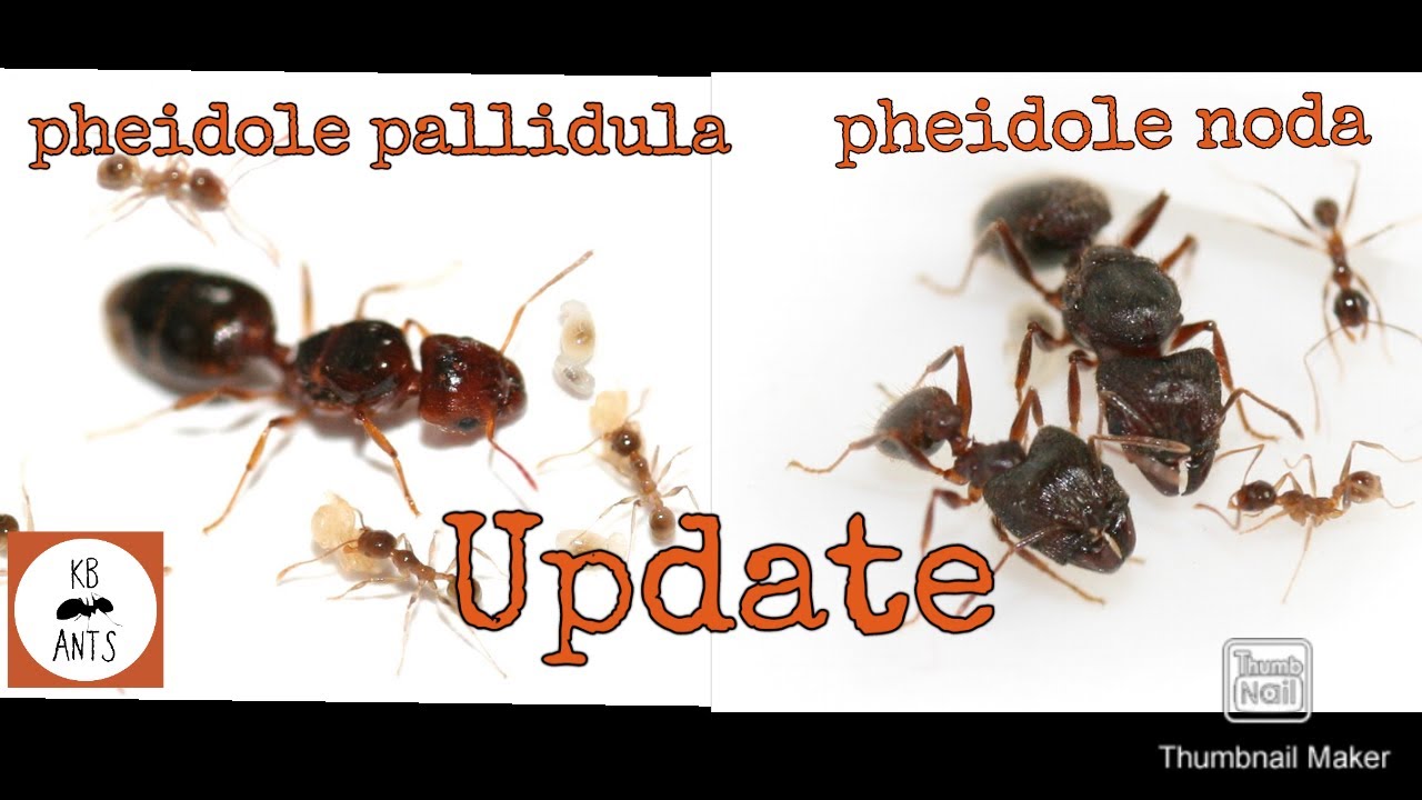 Pheidole Pallidula & Noda Update (Big Headed Ants)