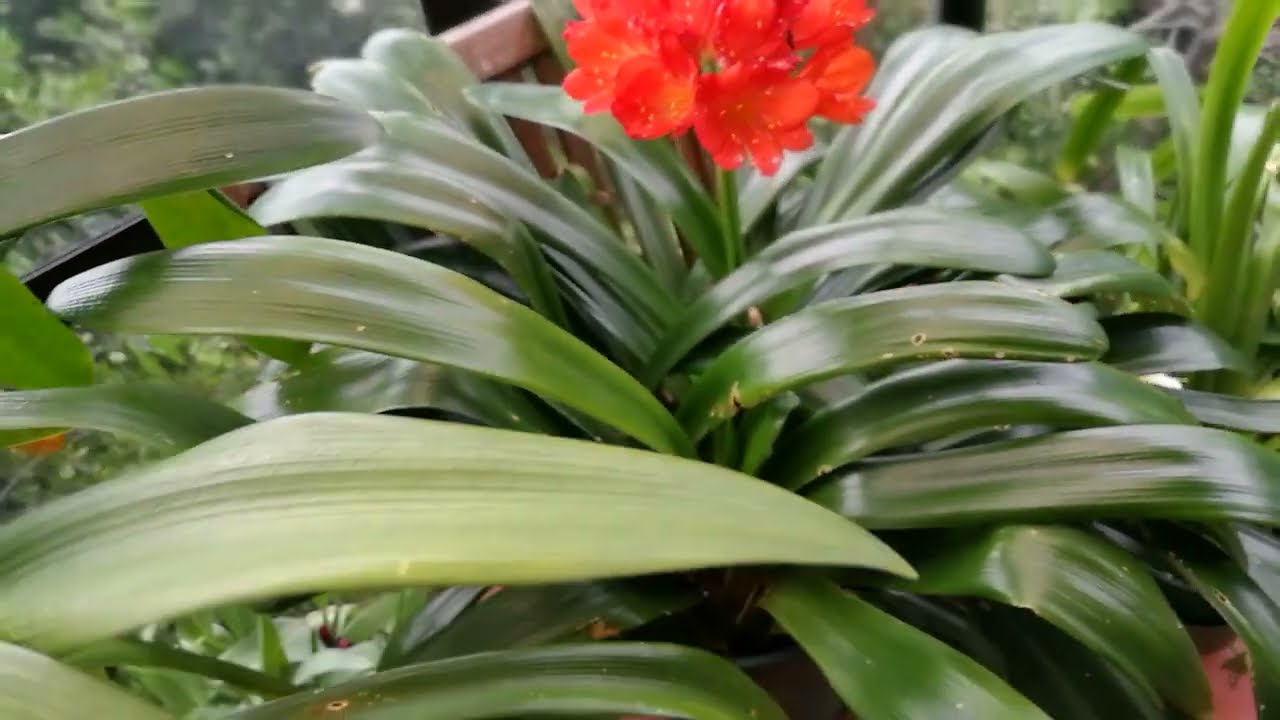 #flowers#clivia#scarlet@kapcoastsunsetcliviaseascapes