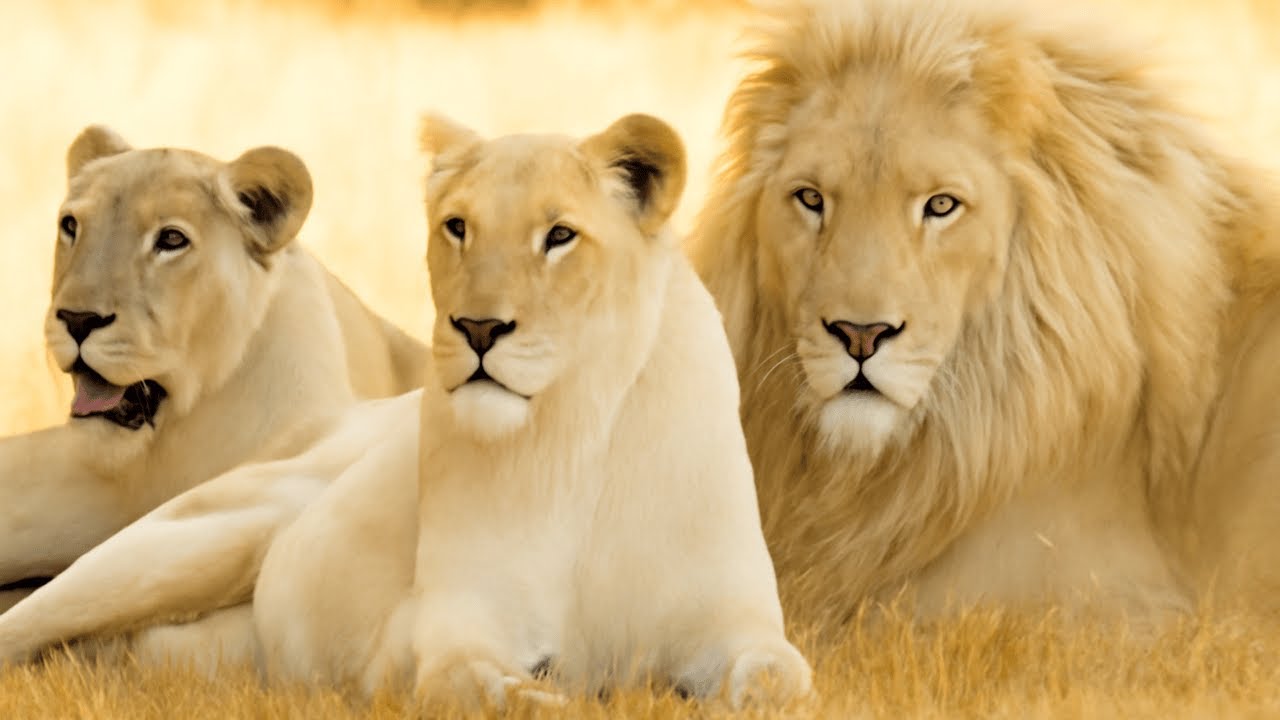 Inside the World of The Rare But Deadly Killers Of The Wild: White Lions&rsquo; Fierce Survival!
