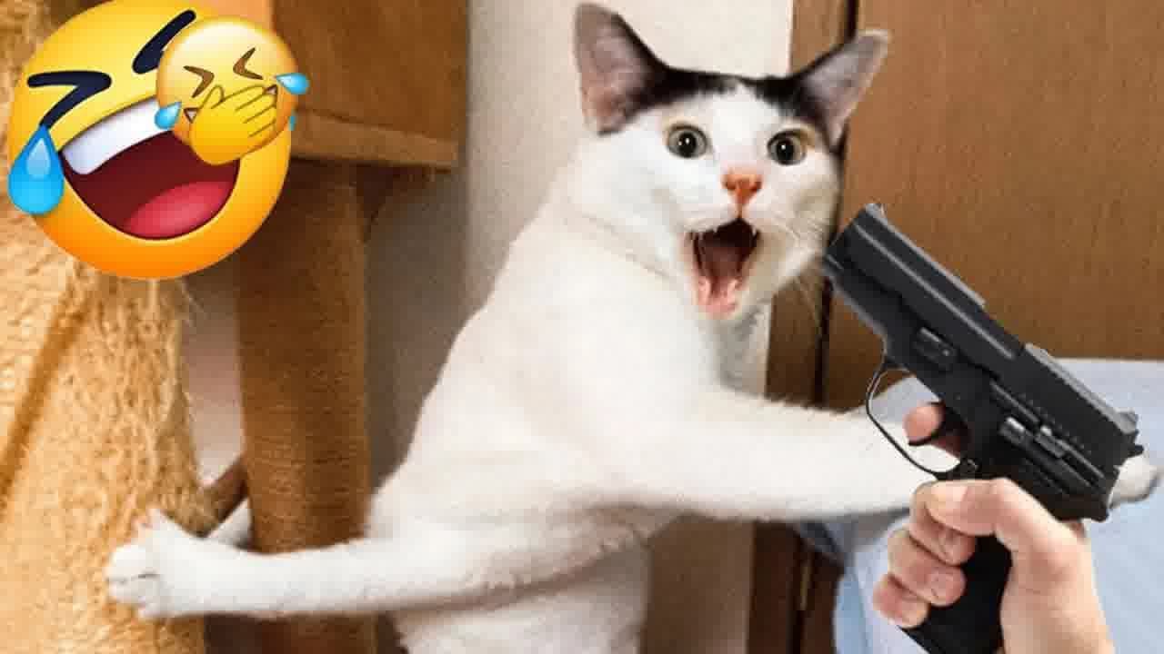 FUNNY CATS are the perfect mood booster 🤣 Best FUNNY CAT videos 2024