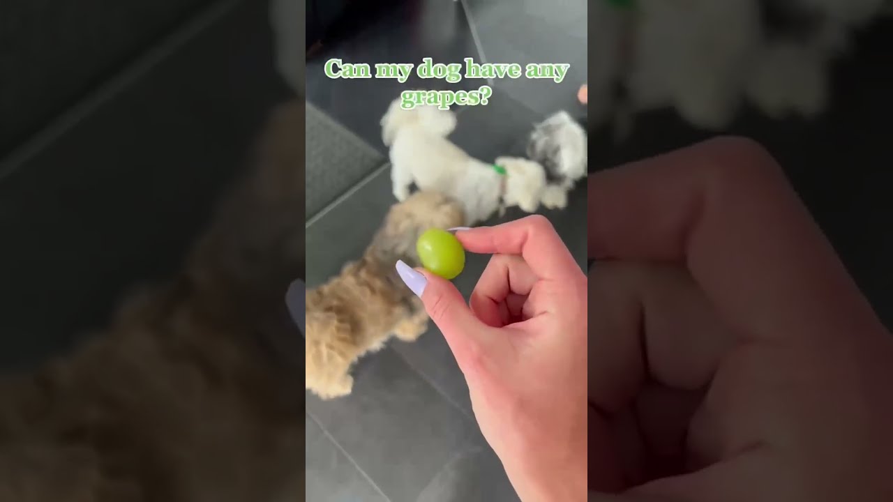 Can my dog have grapes? 🍇