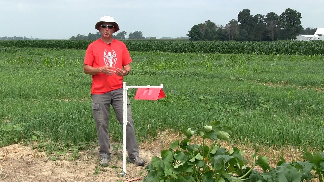 Melonworm ID and Monitoring in Pumpkin