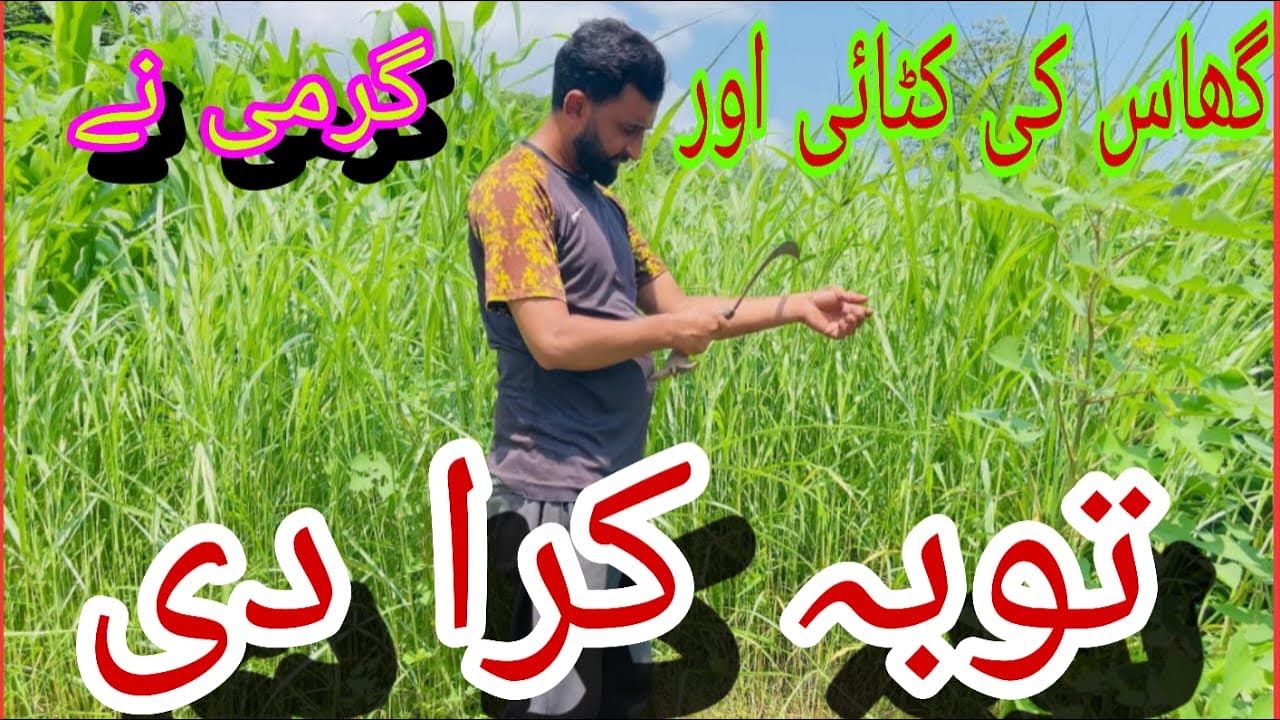 ||Ghas ki katai aur Garmi Ne tuba Kara Di//