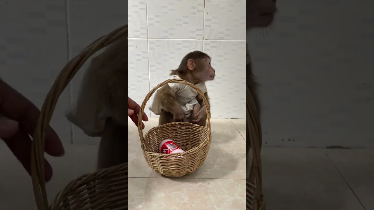 Smart Family Monkey