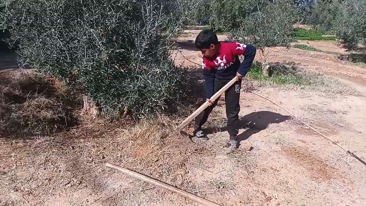 أعادة تجهيز اشجار الزيتون 🌾✨️