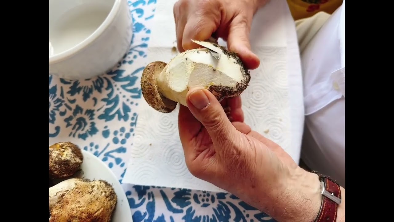 Porcini Season Secrets in Italy | Luxury Food Tours with Artviva