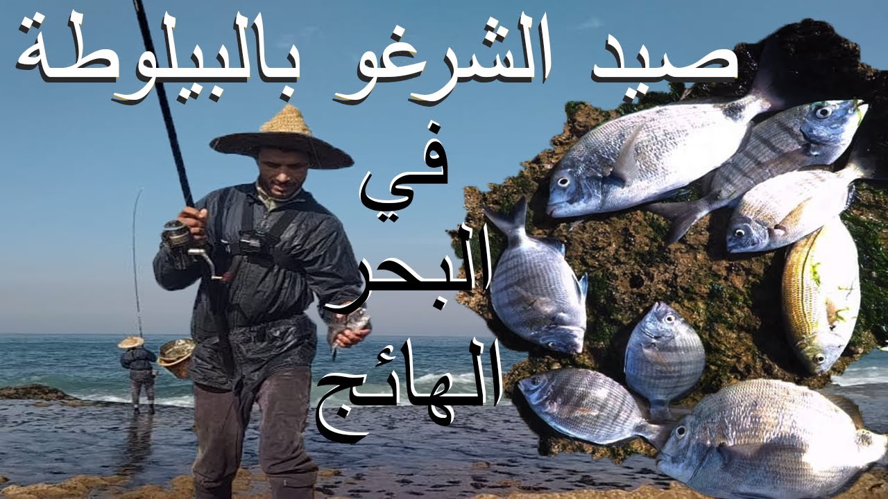 صيد السمك صيد الشرغو بالبيلوطة بتقنية التسراب بالفرشية ممتازة في البحر الهائج