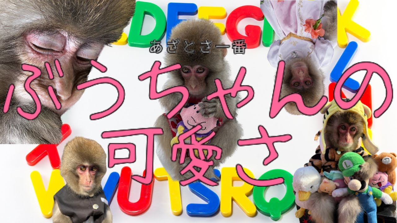 （愛）癒し効果抜群！ぶうちゃんの可愛いを詰めてみた！！可愛すぎに注意♡
