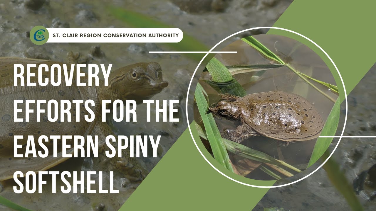 Species Spotlight: Recovery Efforts for the Eastern Spiny Softshell Turtle