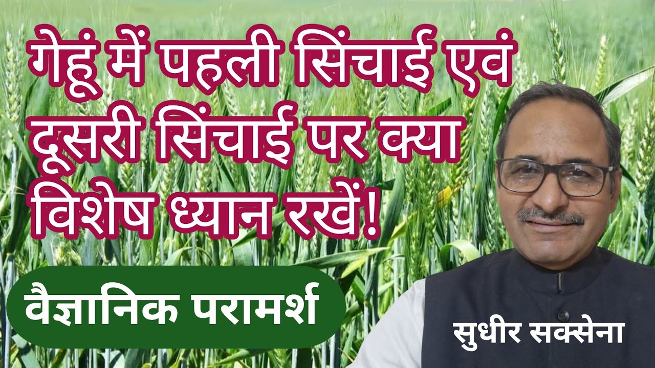गेहूं में पहला एवं दूसरा पानी क्यों जरूरी। गेहूं में पहली एव दूसरी सिंचाई पर क्या दें।गेहूं की खेती 