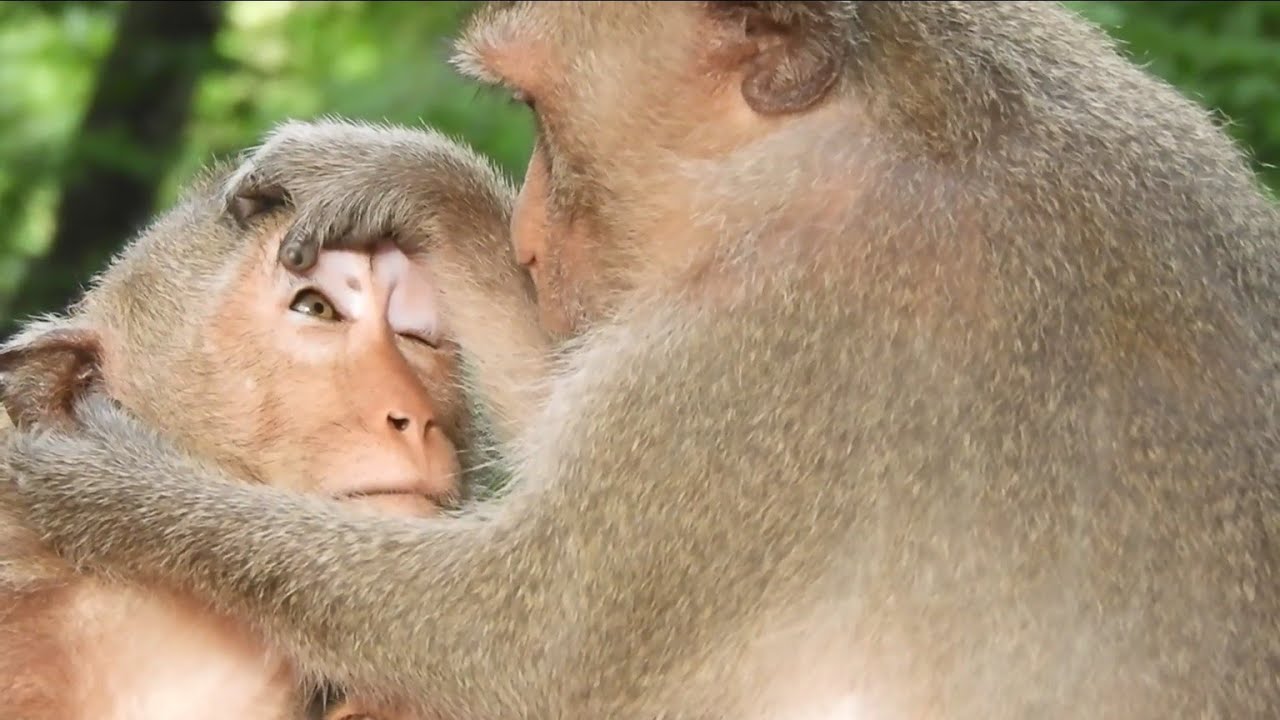 Wow good job Missy's mom clean monkey eye's to treatment. She is very kindness!