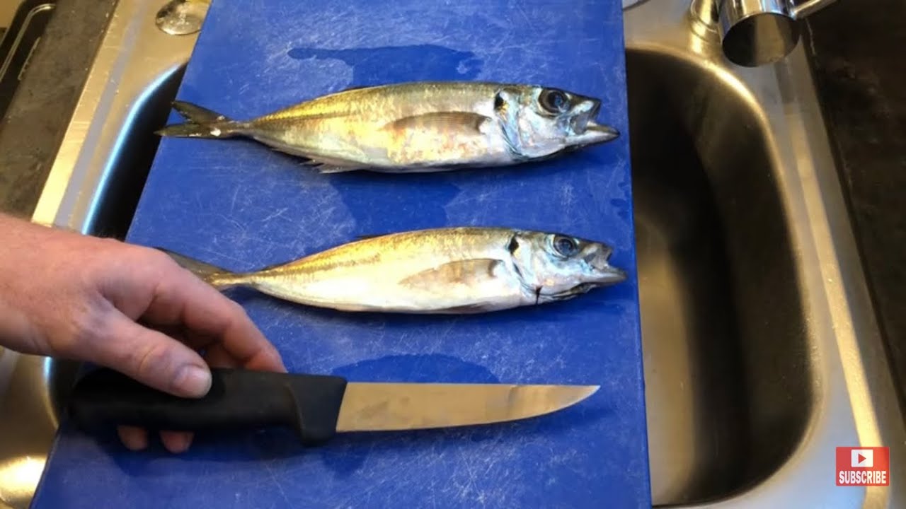 Horse mackerel / Scad. How to gut, fillet, bone and cook for a tasty lunch. Sea fishing perks.