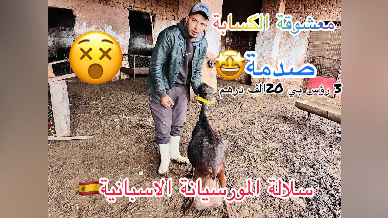 معشوقة الكسابة سلالة المرسيانة الاسبانية تتواجد3 إناث للبيع عند ولد المختار سرغيني للتواصل0609442018