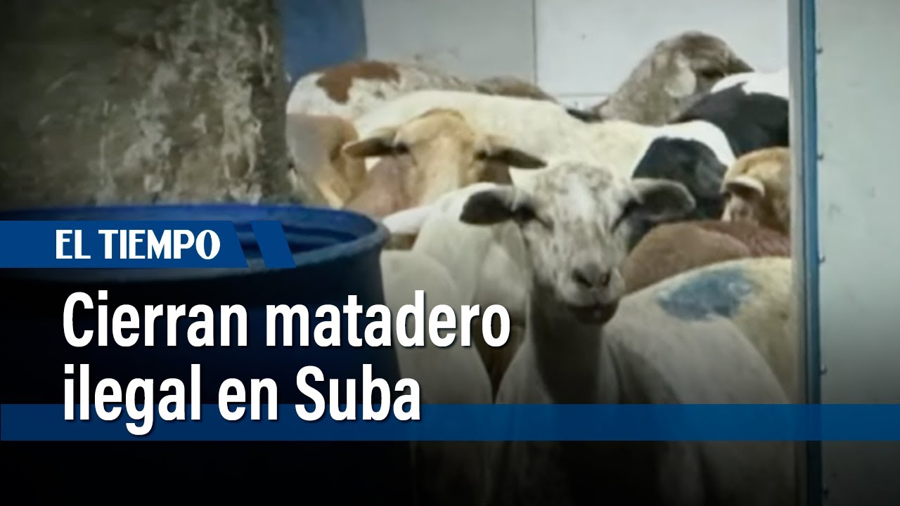 Desmantelan matadero clandestino con decenas de animales en Suba, Bogotá | El Tiempo
