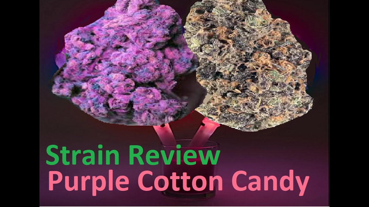 Purple Cotton Candy Strain Kush Review #purplecottoncandy #strainreview +mars hydro
