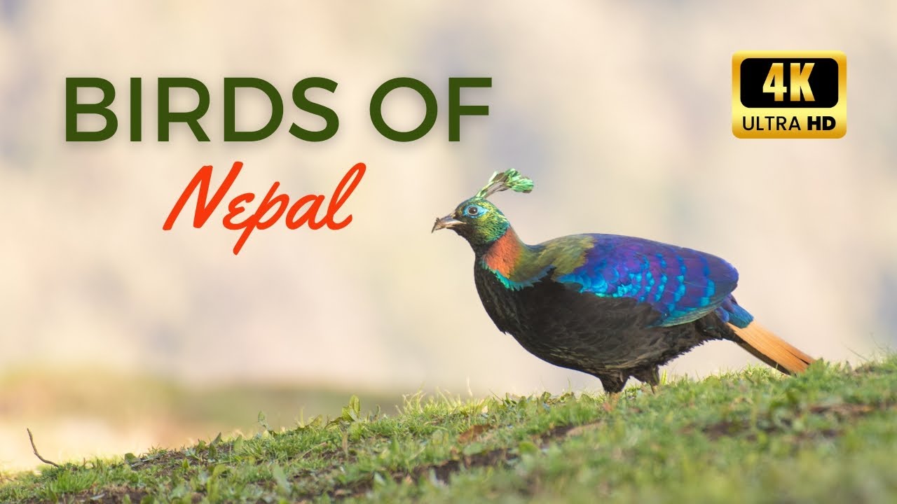 Birds of Nepal 4K - Exploring the Avian Wonders of the Himalayas